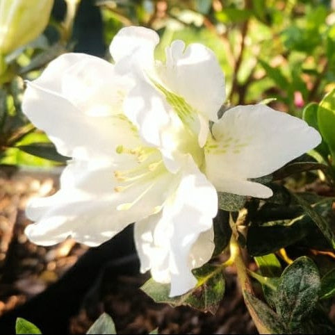 Azalea indica (Azalea Plant)