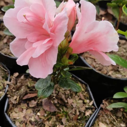Azalea indica (Azalea Plant)