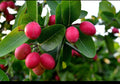 Bakery Cherry plant