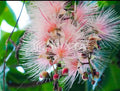 Barringtonia Racemosa plant