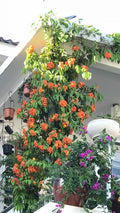Ashiyana Rang-E-Raag-E-Gulnaar Vine – bright red orchid-like butterfly blooms cascading on a fast-growing creeper – rare Bauhinia Coccinea flowering vine for tropical gardens.
