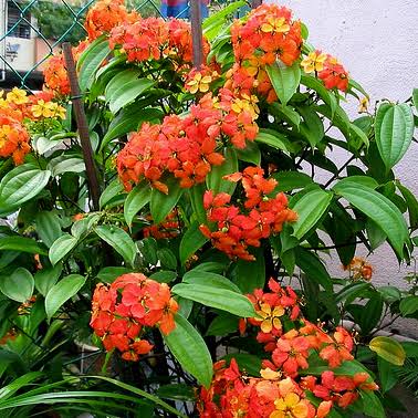 Bauhinia Coccinea Creeper Plant | Red Orchid Vine | Rare Flowering Climber