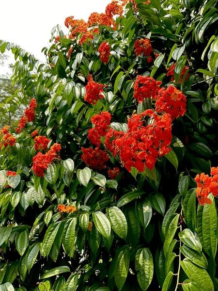 Bauhinia Coccinea Creeper Plant | Red Orchid Vine | Rare Flowering Climber
