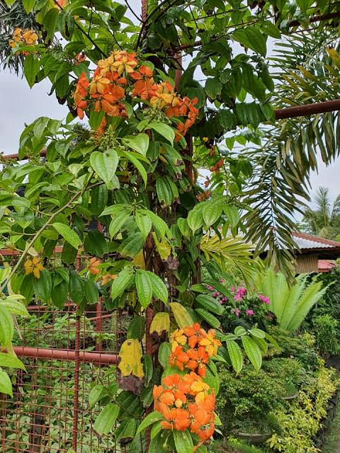 Bauhinia Coccinea Creeper Plant | Red Orchid Vine | Rare Flowering Climber