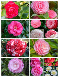 Beautiful flowering plants | Camilla variety plant