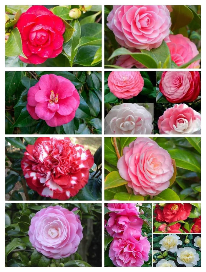 Beautiful flowering plants | Camilla variety plant