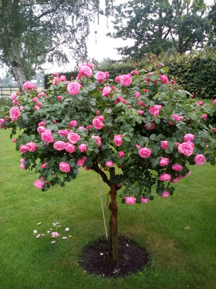 Beautiful flowering plants | Camilla variety plant