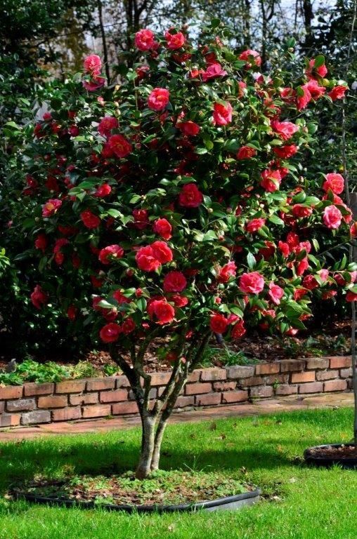 Beautiful flowering plants | Camilla variety plant