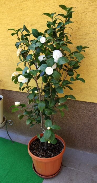 Beautiful flowering plants | Camilla variety plant