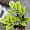 Black ZZ Aurea  plant Good