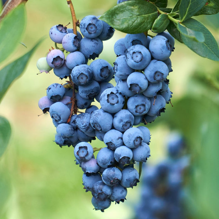 Blue berry fruit plant