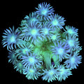 Blue Green Goniopora Coral
