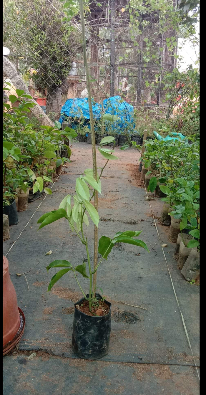 Blue jade Vine Creeper plant (Neel Kamal Bel)
