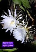 Bramha Kamal white (Epiphyllum Night queen)