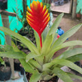 Bromeliad - I