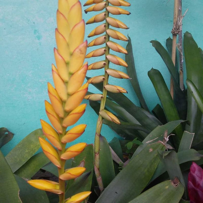 Bromeliad (Yellow with Red Stripe)