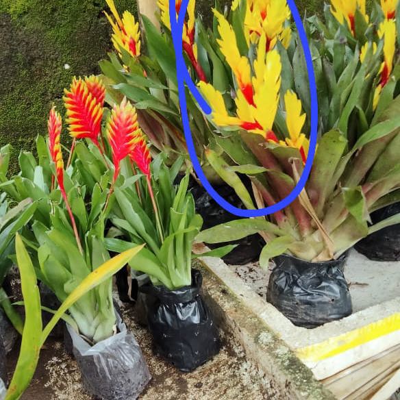 Bromeliad (Yellow with Red Stripe)