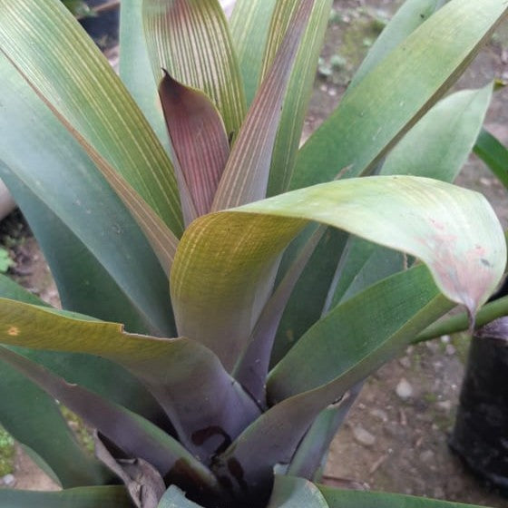 Bromeliad (Yellow with Red Stripe)