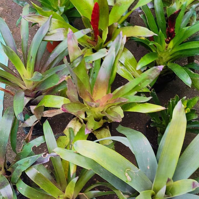 Bromeliads Dark Brown Chocolate