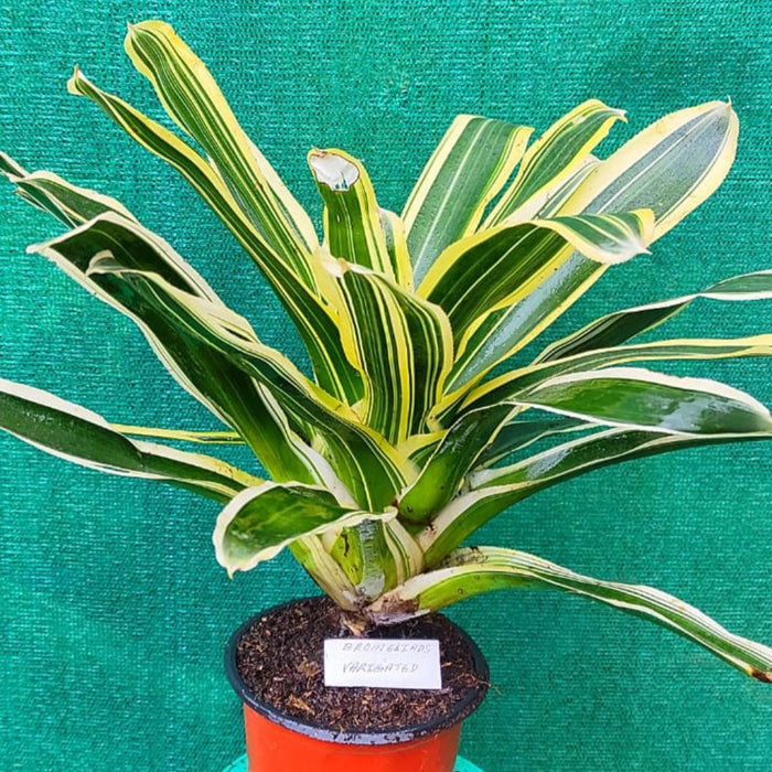 Bromeliads Variegated
