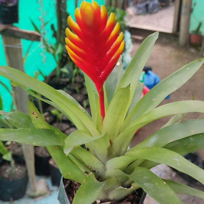 Bromeliads Yellow Mix colour plant