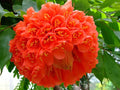 Brownea flowering tree plant