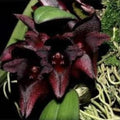 Bulb. Cruentum x Phalaenopsis