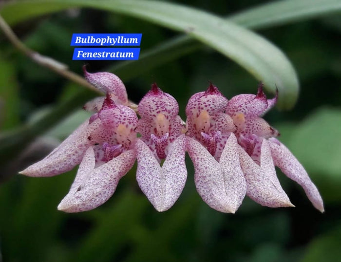 Bulbophyllum Fenestratum