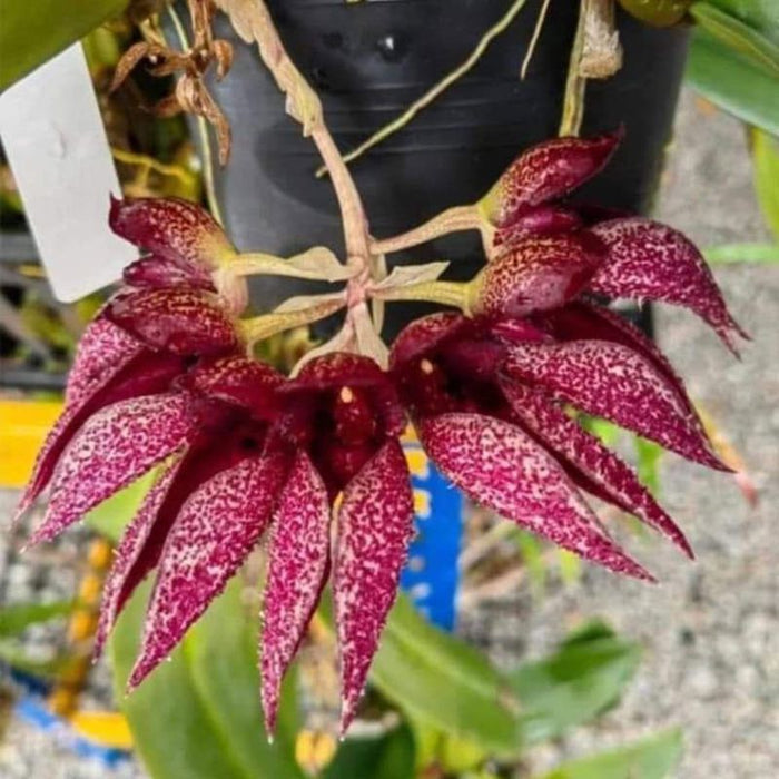 Bulbophyllum Frostii X Phalaenopsis