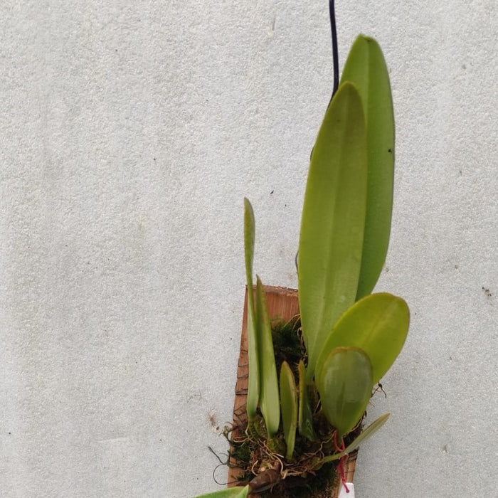 Bulbophyllum Frostii X Phalaenopsis