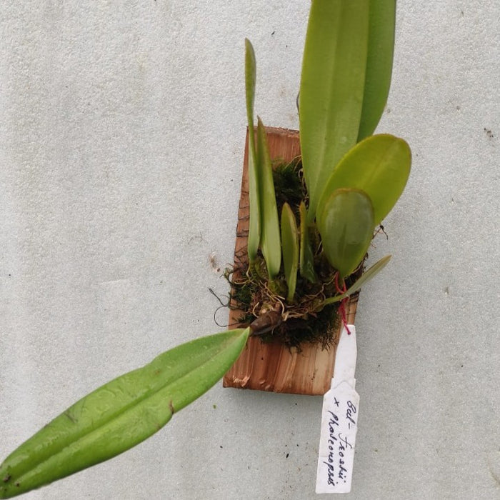 Bulbophyllum Frostii X Phalaenopsis