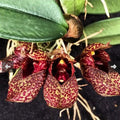 Bulbophyllum Frostii