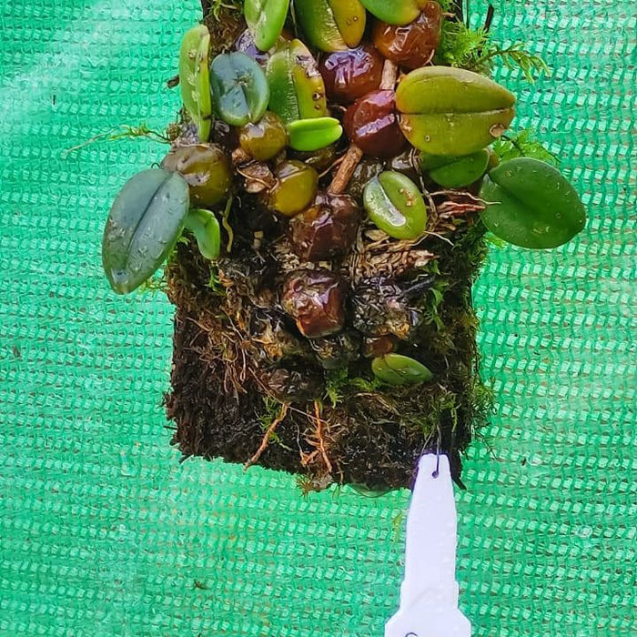 Bulbophyllum Frostii