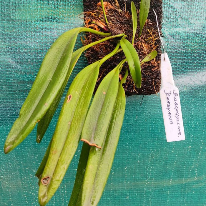 Bulbophyllum Khasyanum