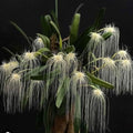 Bulbophyllum medusae (Medusa Orchid)