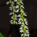 Bulbophyllum parviflorum (Small-Flowered Bulbophyllum)