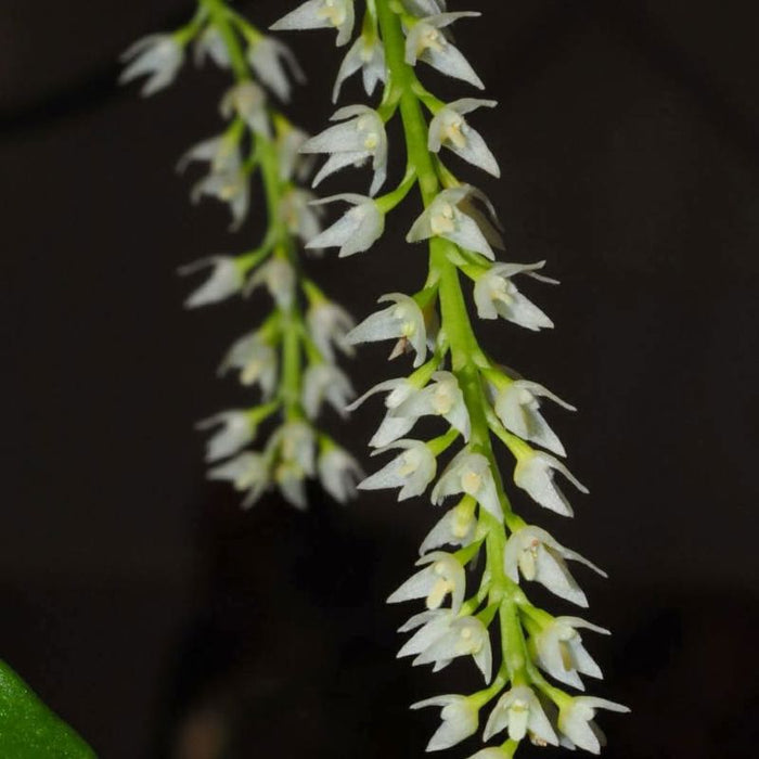 Bulbophyllum parviflorum (Small-Flowered Bulbophyllum)