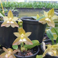 Bulbophyllum pectinatum (Comb-like Bulbophyllum)