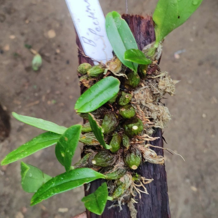 Bulbophyllum pectinatum (Comb-like Bulbophyllum)