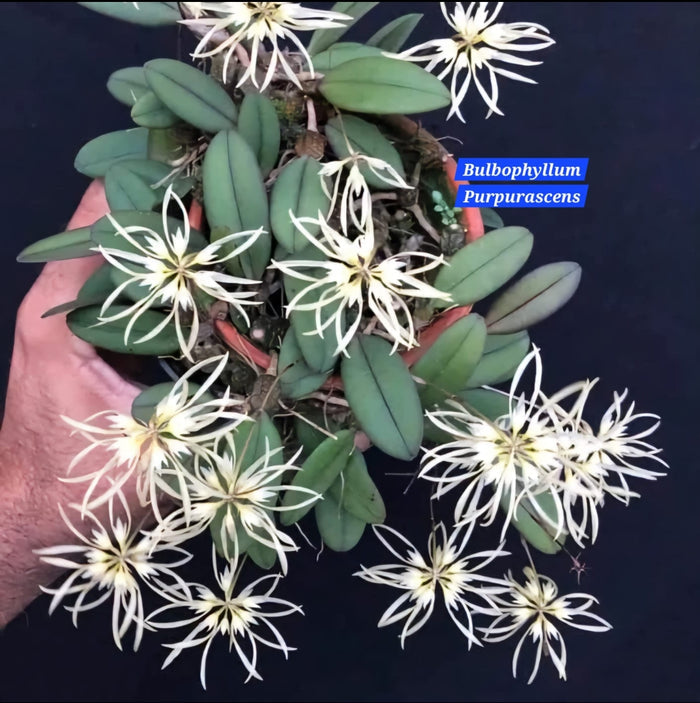 Bulbophyllum Purpurascens