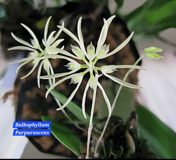 Bulbophyllum Purpurascens
