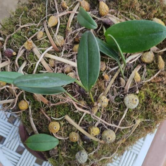 Bulbophyllum stocksii (Stocks' Bulbophyllum)
