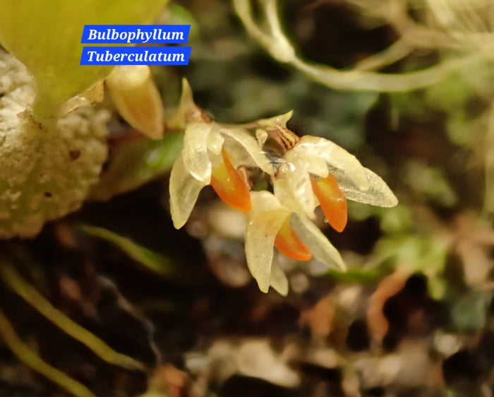 Bulbophyllum Tuberculatum
