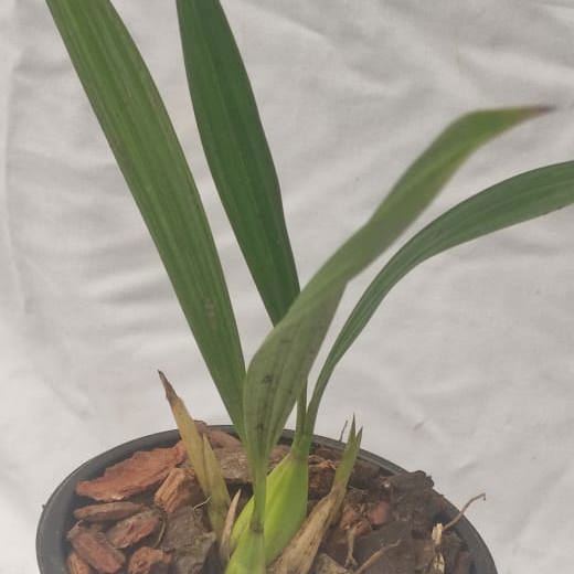 Bulleyana yunnanensis (Yunnan Bulleyana)