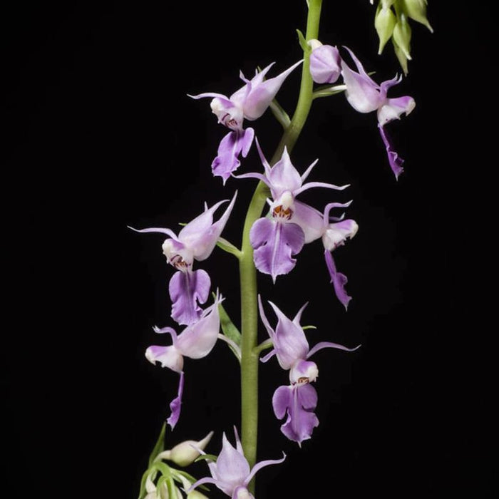 Calanthe puberula (Soft Calanthe Orchid)