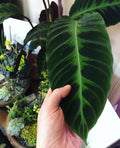 Calathea black magic