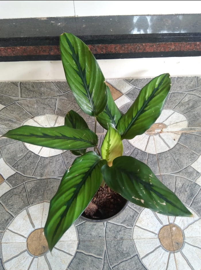 Calathea Majestica (Need cool atmosphere)