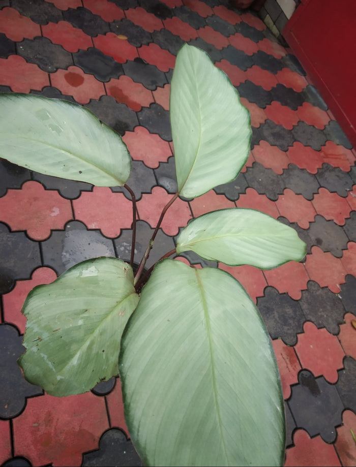 Calathea Silver Plant