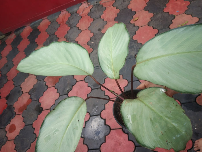 Calathea Silver Plant