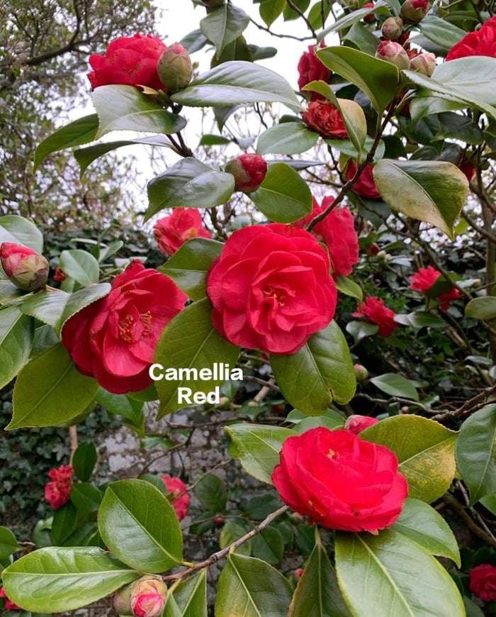 Camelia Red